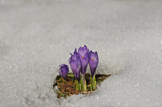 Frühlingsblumen im Schnee
