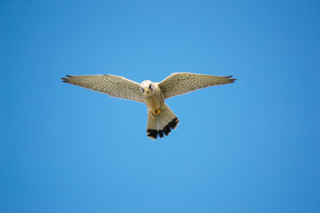 hawk under a clear sky