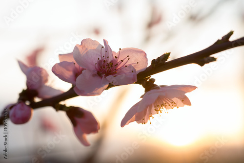 Fiori di pesco al tramonto