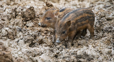 Dziki © marcinbawiec