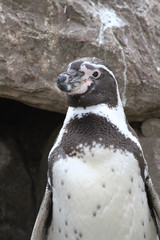 Naklejka premium manchot 15032016