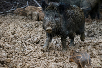 Dziki © marcinbawiec