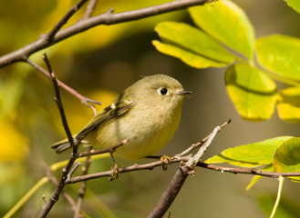 Ruby-crowned Kinglet