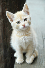 Stray cat with Innocent Look