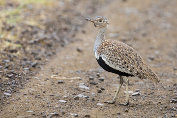 A red crested korhaan walking camouflaged among dry grasses