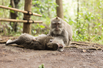 One monkey grooms another one, Monkey forest, Ubud, Bali, Indonesia