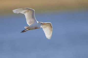 White cattle egret fly over water to and at a perch