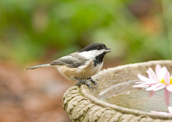 Black-capped Chickadee at Bird Bath