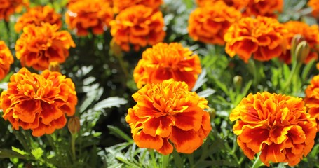 Marigold flowers in a pot seedling spring
