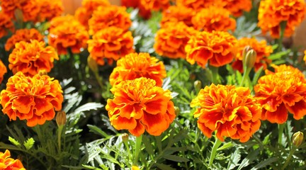 Marigold flowers in a pot seedling spring
