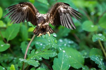 Hawk.