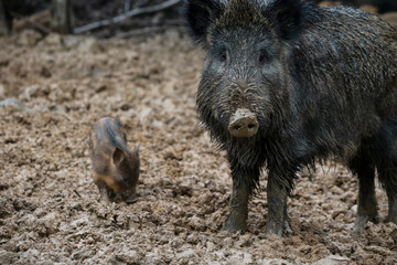 Dziki © marcinbawiec