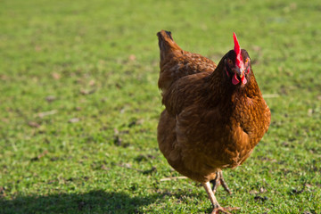 Free range chickens on a lawn