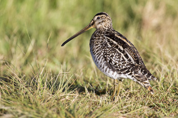 African snipe in wetland looking for food green grass water