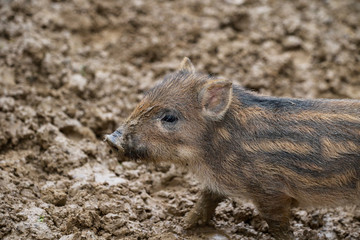 Dziki © marcinbawiec