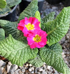 Primrose flowers spring colorful spring sprouts in a pot
