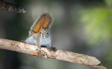 Fiery orange stripe on this small Red squirrel in Northern Ontario, Canada.  Paused momentarily,...