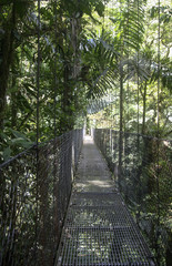 Naturreservatet Monteverde Cloud Forest 