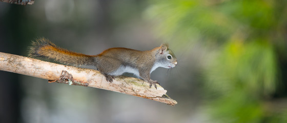 Fiery orange Springtime Red squirrel, full length on a branch.  Quick little woodland creature...