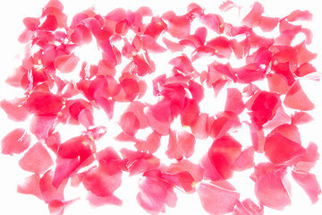 Rosenblüten Rosenblätter rosa rot Liebe