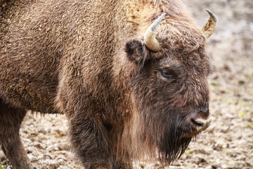 Fototapeta premium Żubry