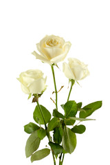 Bouquet of white roses on white background