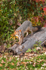 Grey Fox (Urocyon cinereoargenteus) Climbs Down Log