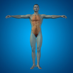 Conceptual 3D man, internal organs, digestive, lungs, circulatory system