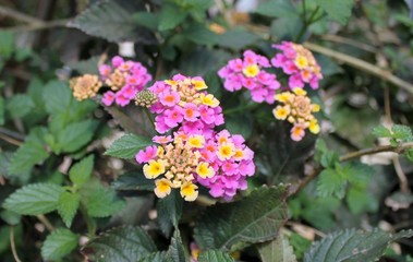 lantana camara flower garden pink yellow