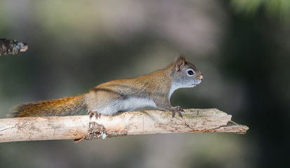 Fiery orange Springtime Red squirrel, full length on a branch.  Quick little woodland creature pauses only for a second, running around in trees in a Northern Ontario woods.