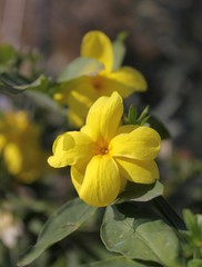 Yellow Jasmine Gelsemium sempervirens flowers