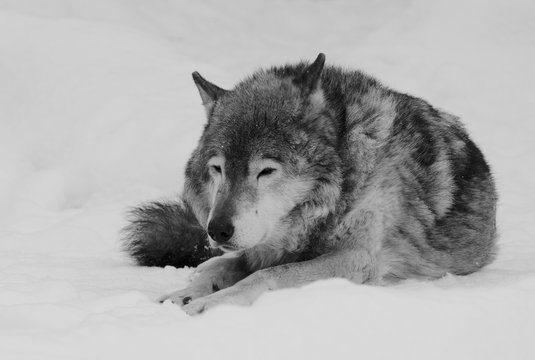 Lonely old wolf lying on the snow (in black and white)