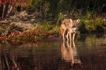 Obraz na płótnie Canvas Coyote (Canis latrans) Stands on Shore