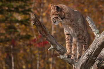 Bobcat (Lynx rufus) Looks Left and Down