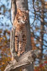 Bobcat (Lynx rufus) Looks Right from Above