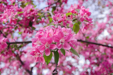 Sakura flowers as a bright pink floral background (shallow DOF)