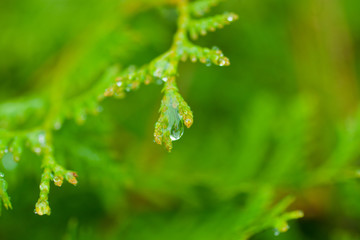 Macro of a raindrop on a white cedar twig against a bright green background (shallow DOF, selective focus on the drop)