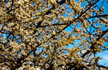 tree blossom and deep blue sky