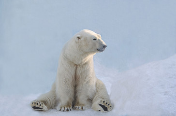 Fototapeta na wymiar Белый медведь сидит.