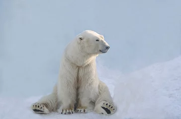Crédence de cuisine en verre imprimé Ours polaire L& 39 ours polaire est assis.