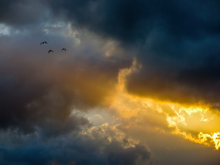 white heron flying to africa