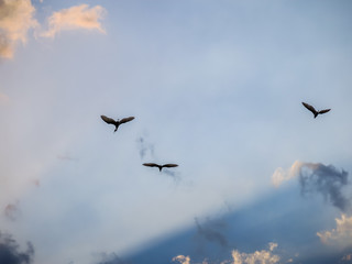white heron flying to africa