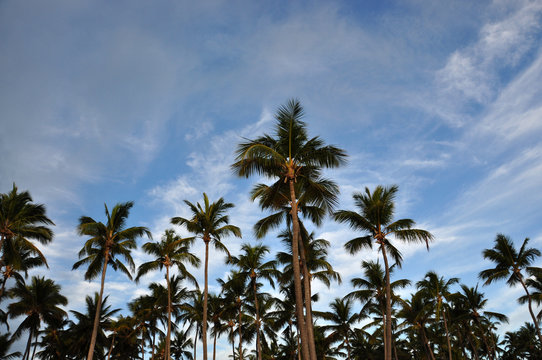 Lots of palm trees against the blue sky. Dominican Republic