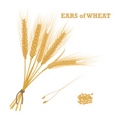 Ears of wheat tied with twine and a handful of grain