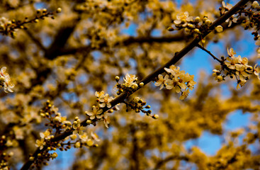 tree blossom and deep blue sky