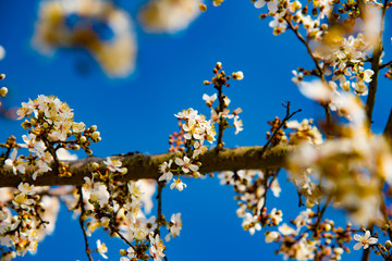 tree blossom and deep blue sky