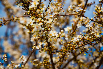 tree blossom and deep blue sky