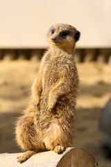 Fototapeta premium suricate 15032016