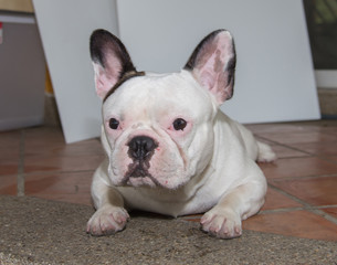 Front side French bulldog looks smart