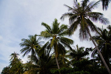 Fototapeta na wymiar palm trees with coconuts